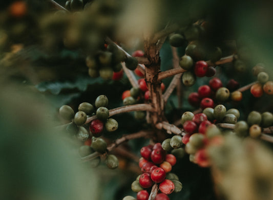 The Bean's Journey: From Cherry to Cup