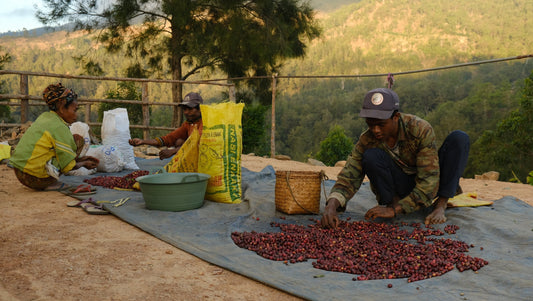 Exploring Timor-Leste's Coffee Heritage: Where Flavour Meets History